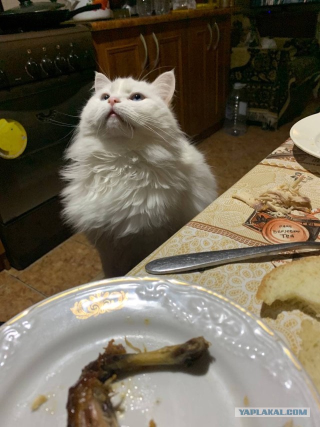 Котовторник!