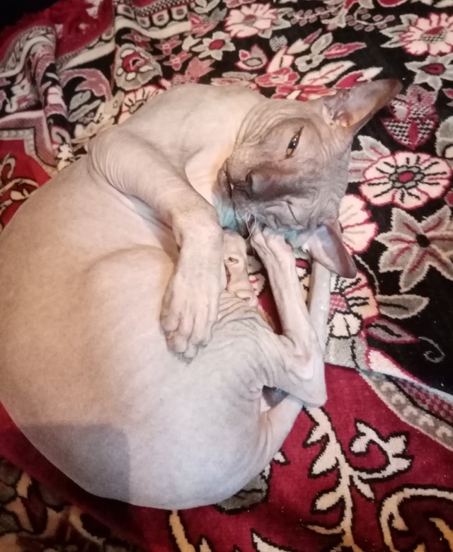 Котовторник же!