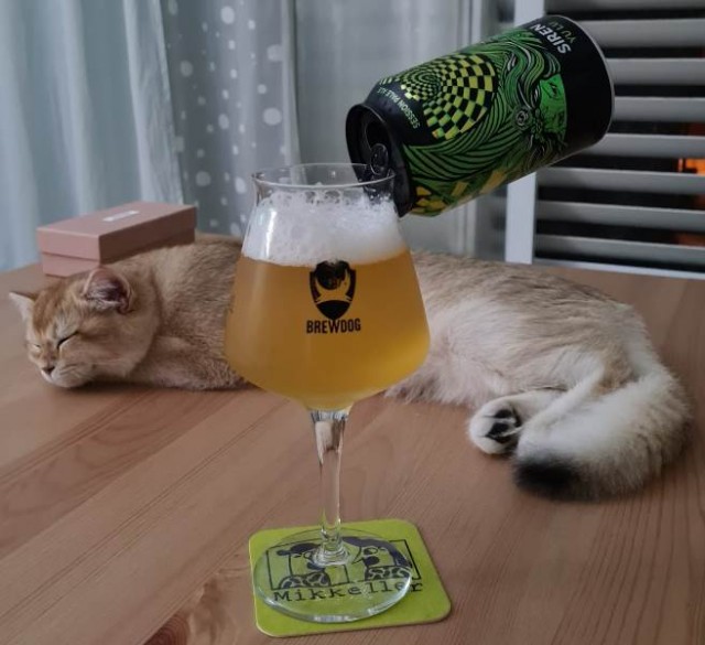 Вторник. Кото-вторник...