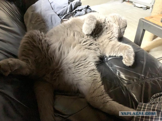Хоба! Котовторник!
