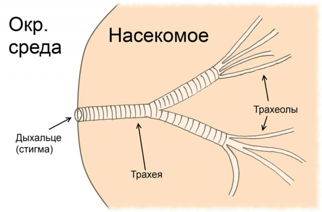 Что у насекомых вместо крови, и что за жёлтая каша вытекает из прихлопнутой мухи?