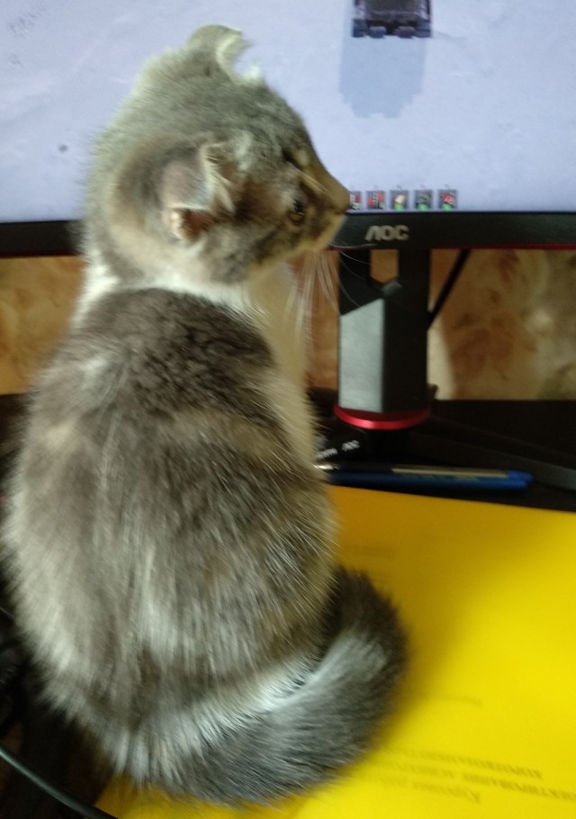 Это его любимый мультфильм