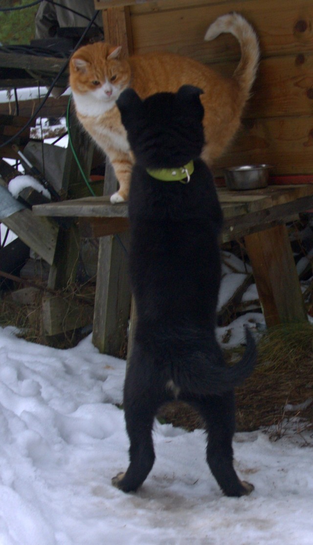 Когда то я была меньше кота, а теперь мы друзья