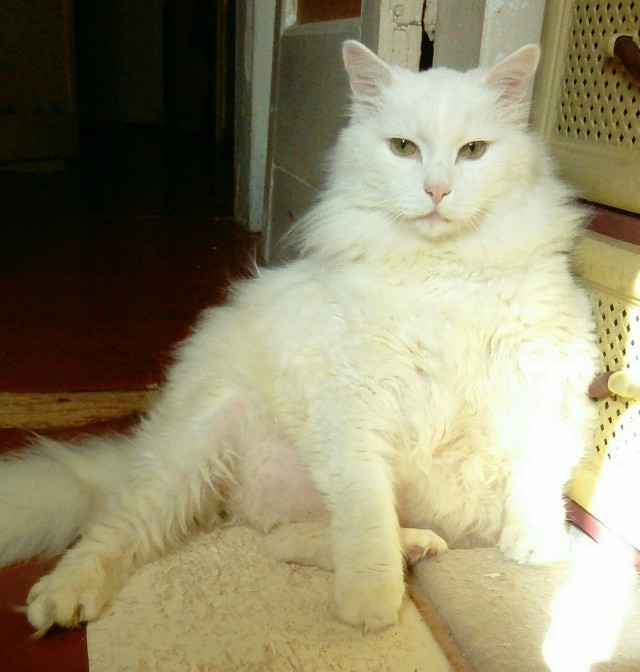 Вторник. Котэ. Пора