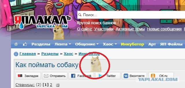 Как поймать собаку