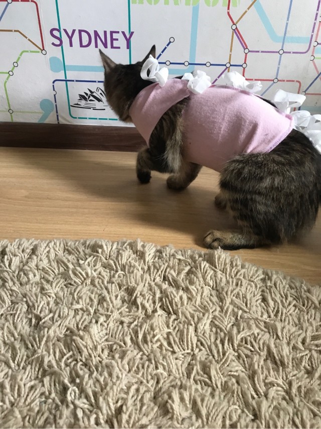 И снова день кошачий!