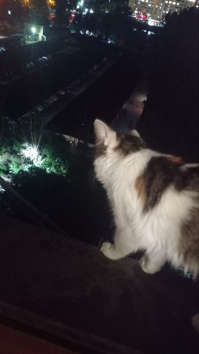 Котики - наше всё!
