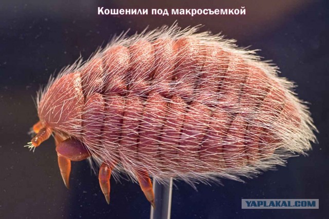 Кошениль или как делают помаду