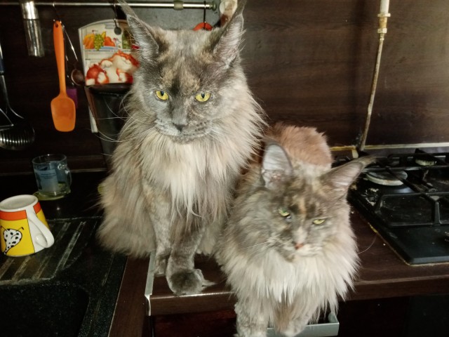 Шерстяной котовторник. Октябрь 2022