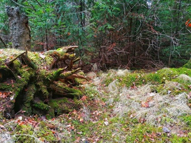 Некоторые бабы кончают