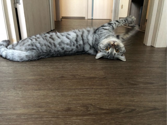 Котовторник 1.11.22