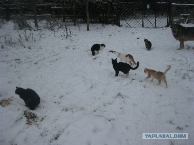 Жизнь домашнего приюта для котеек 422