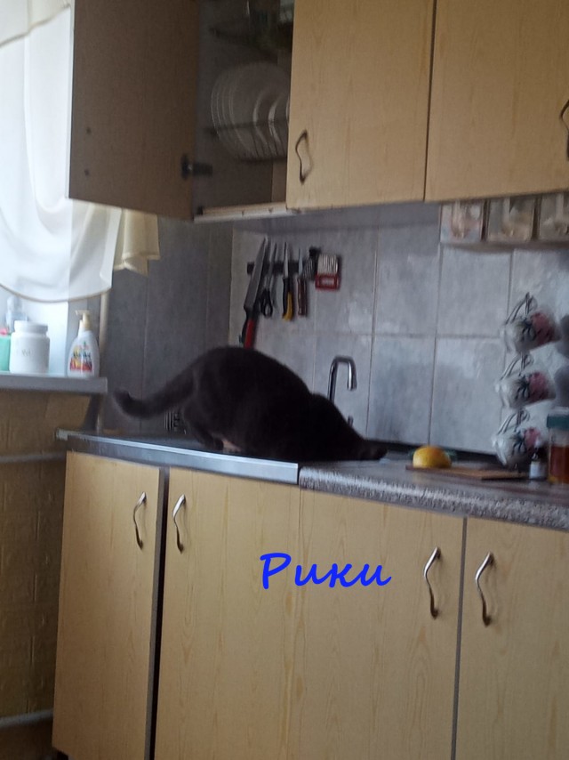 Жизнь домашнего приюта "Котоленд" 365
