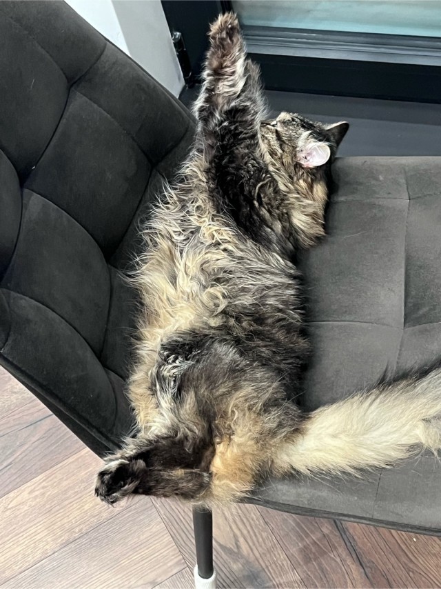 Начинаем котовторник.