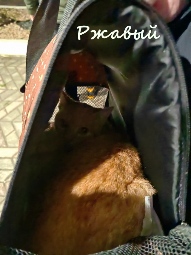 Жизнь домашнего приюта "Котоленд" 376