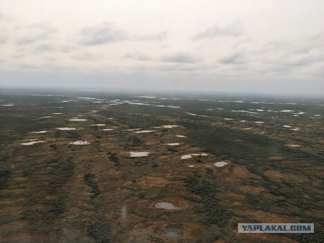 Васюганские болота: где находится самая огромная и неприступная топь в мире и что мы знаем о ней