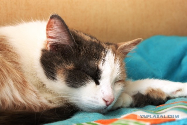 Котовторник 09.04.2013