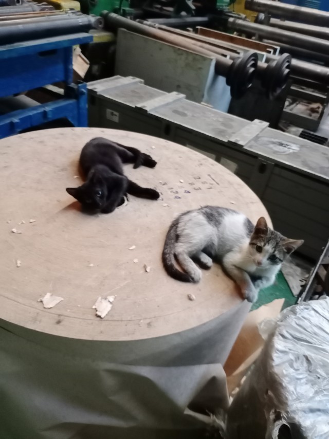 Коты на производстве