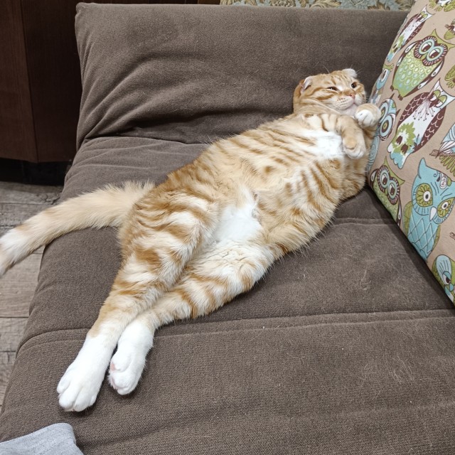 Котовторник Рыжих