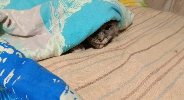 Кошачьи выкрутасы