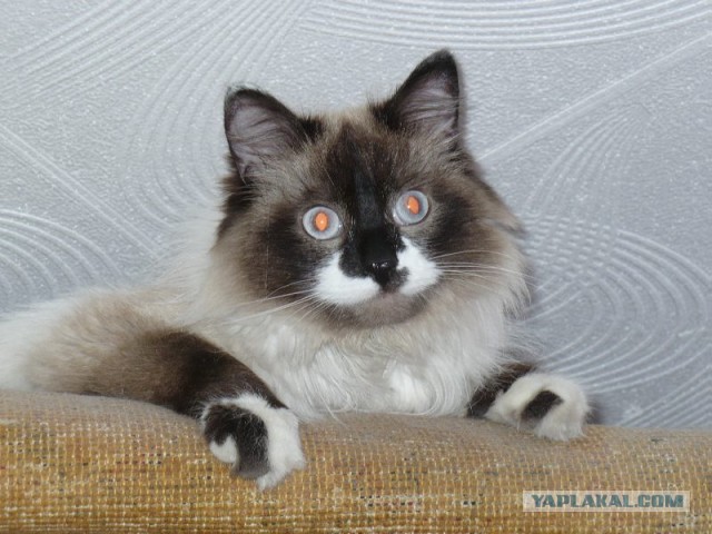 Котовторник 30.04.2013