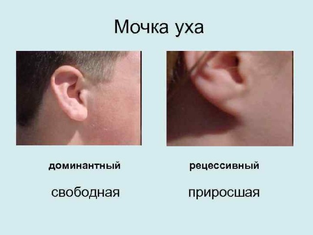 А король то рогатый