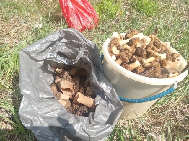 А у нас в Рязани сморчки не только с глазами⁠⁠