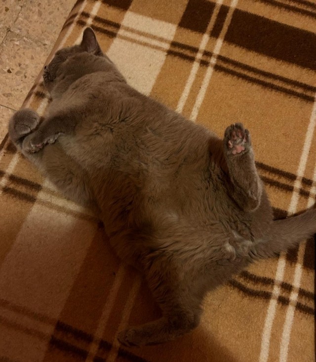 Котовторник