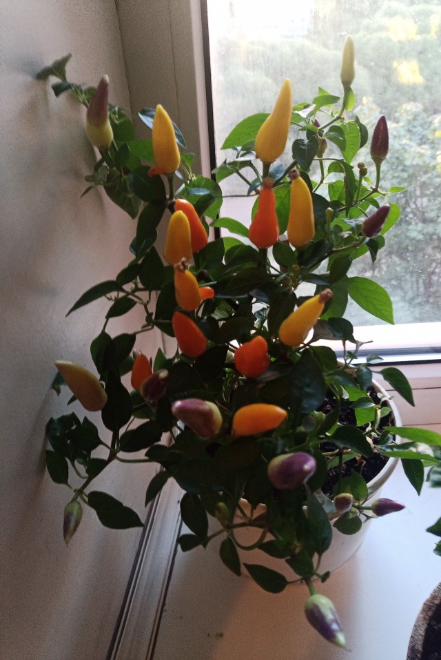 Сентябрь, и снова о перцах