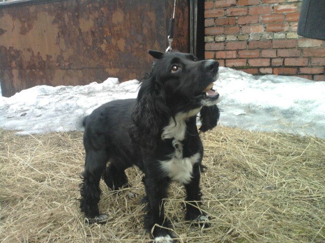 10 самых агрессивных пород собак