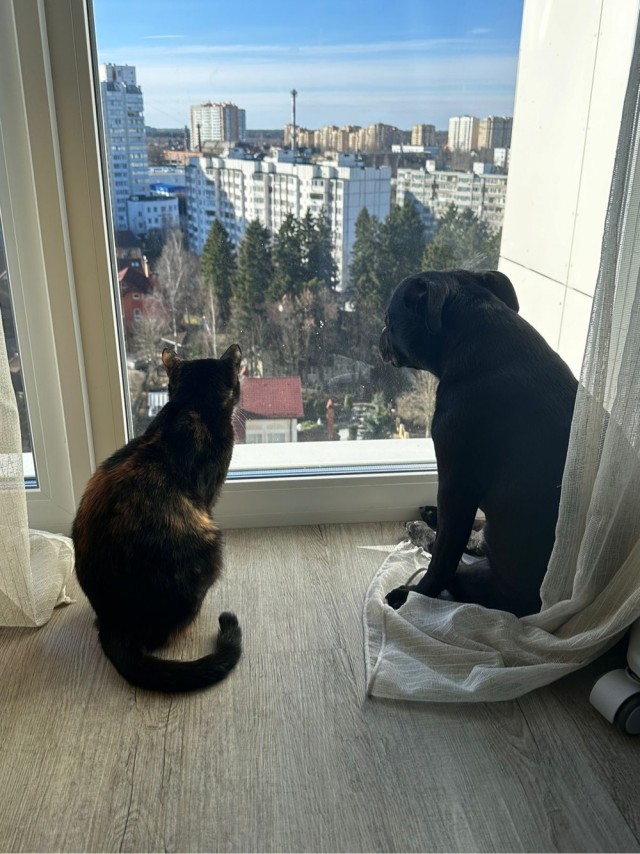 Редкое природное явление: Цветение Юкки