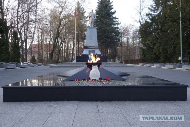 Котики тоже чтут память Героев!