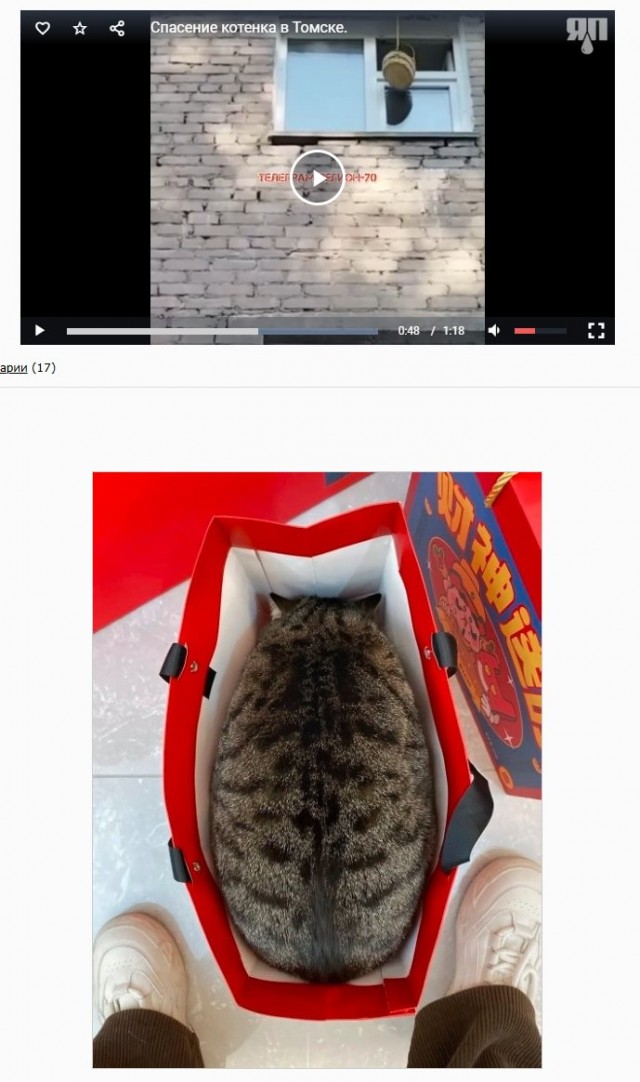 Спасение котенка в Томске