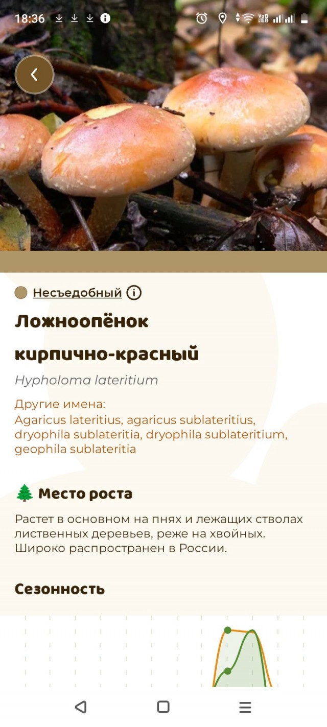 Что за грибы?