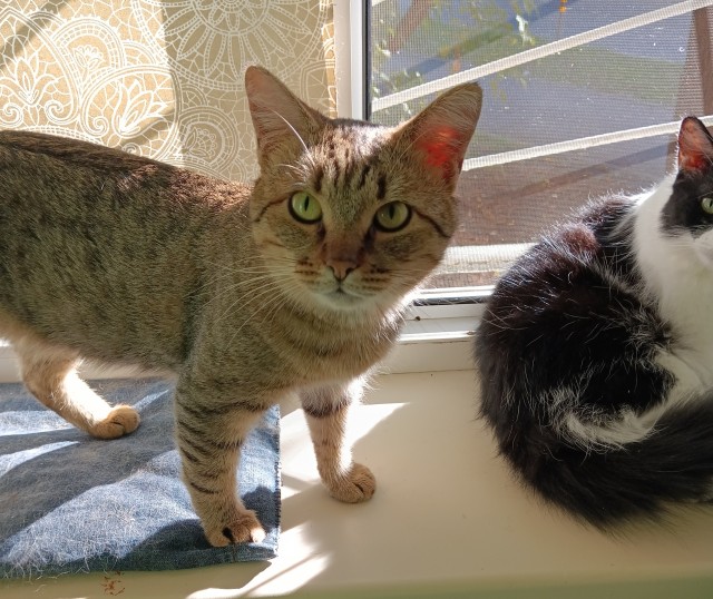 Котовторник. Где коты? Мой вот!