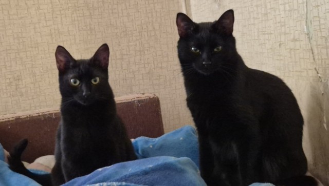 История преодоления - От боли и страха к безусловному доверию