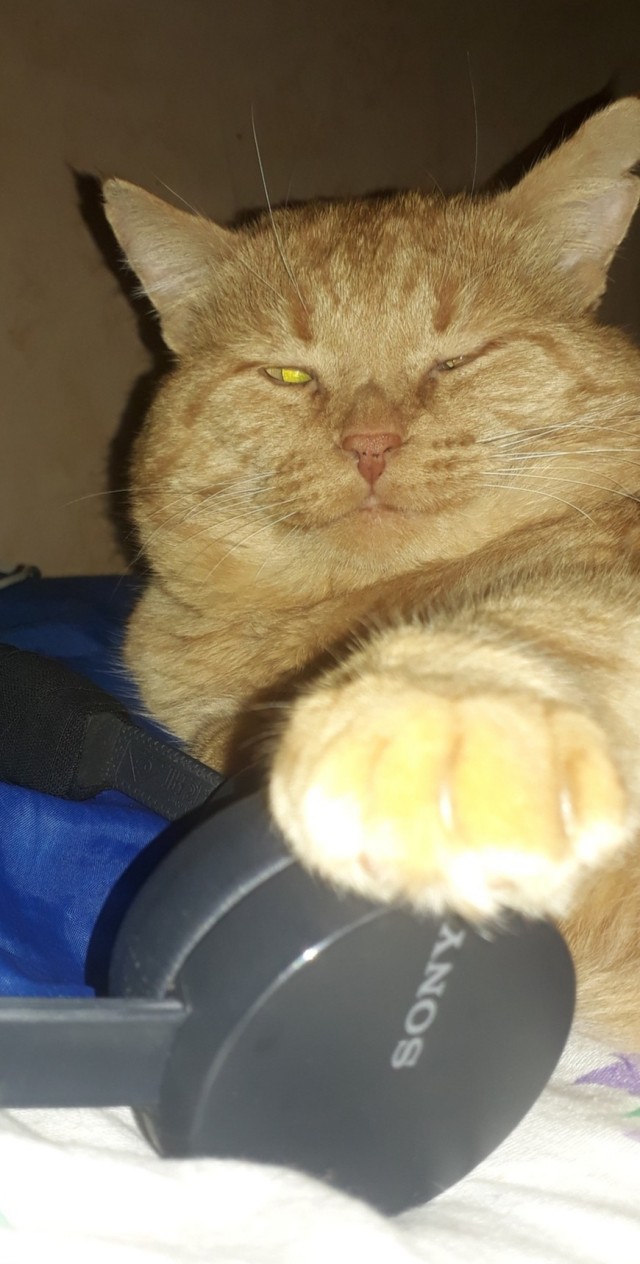 Кот мусульманин.