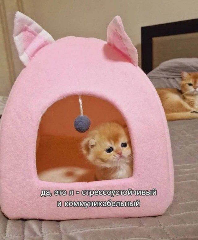 Небаянистая деградация 8