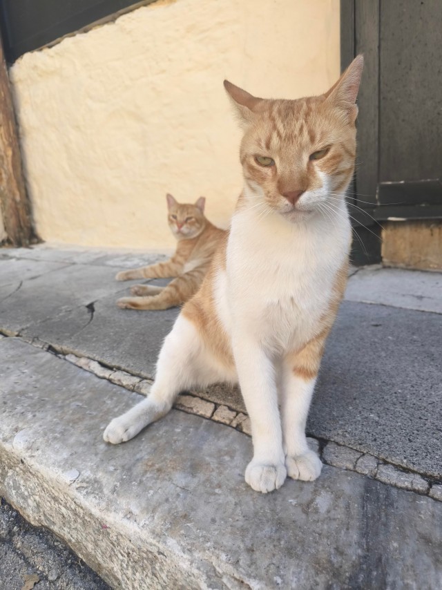 Уличные кошки в Афинах, Греция