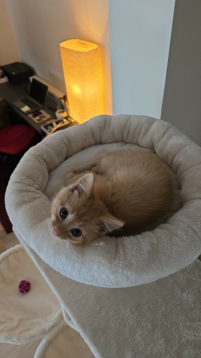 Маленький, рыжий, глазастый (котовторник)
