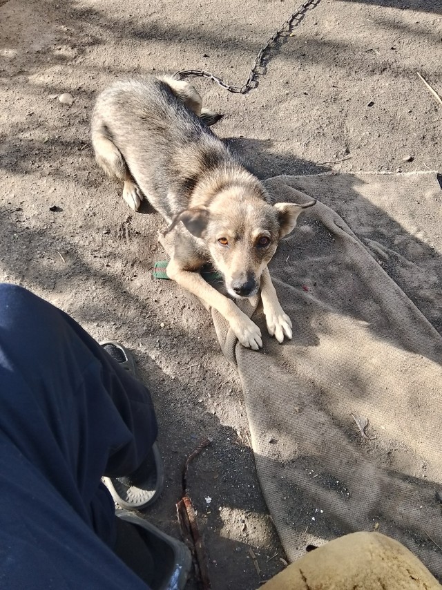 Собака