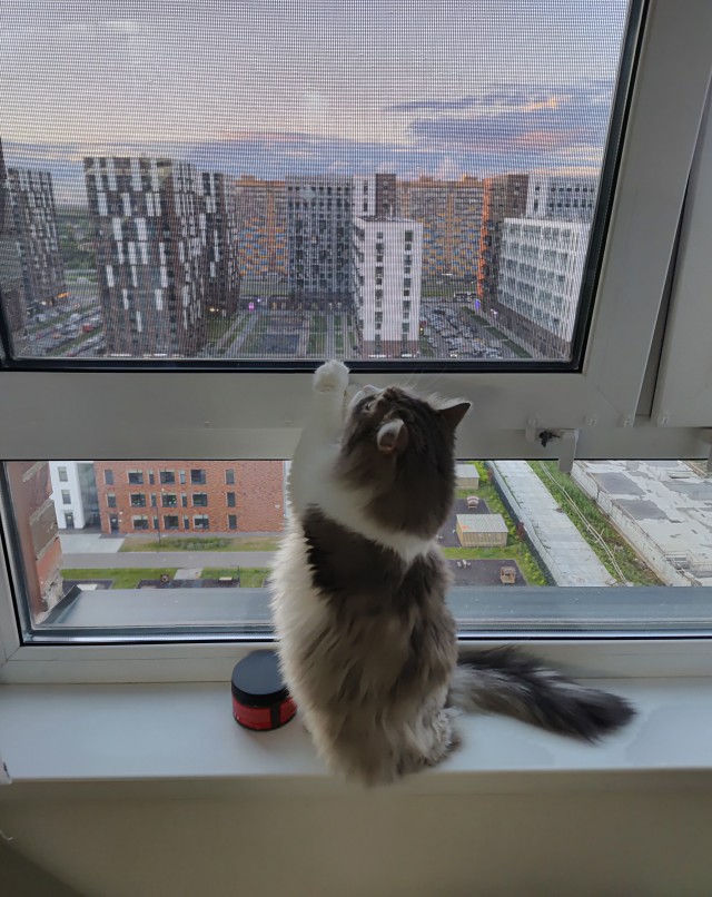 К-котовторник