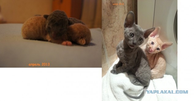 Коты и время