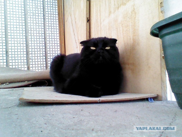 Котовторник 03.09.2013