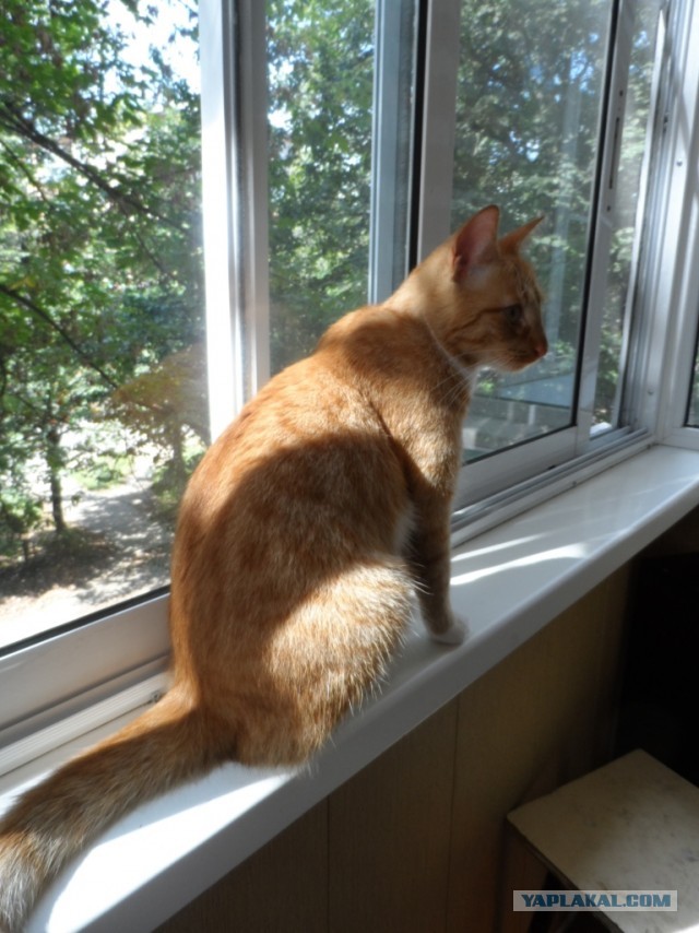 Котовторник 8.10.2013