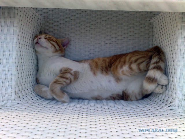 Котовторник 25.02.2014