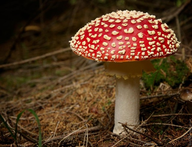 Мир грибов
