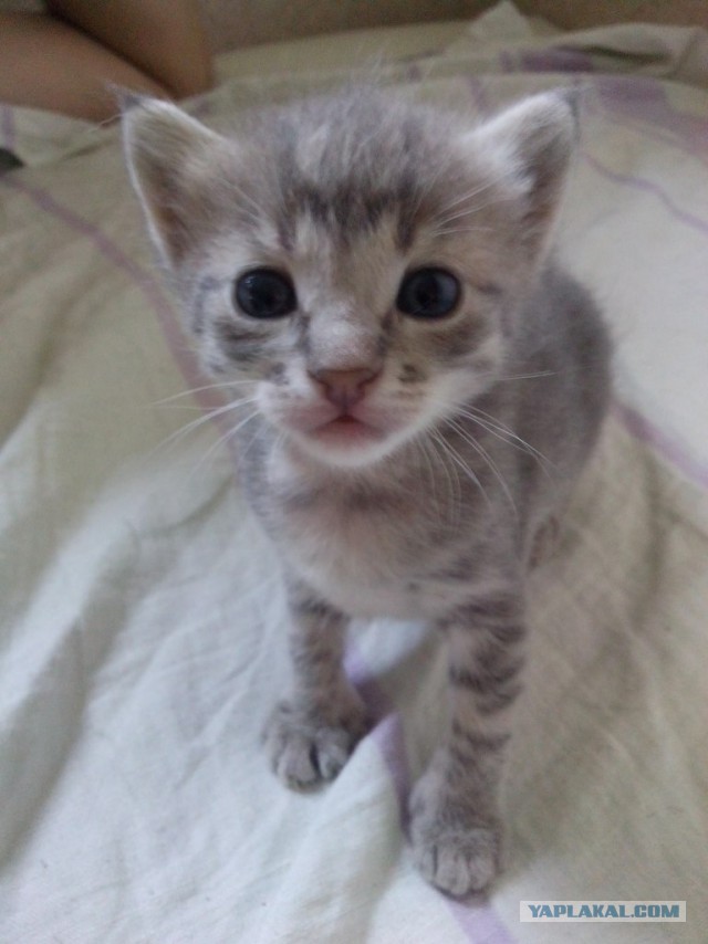 Котовторник 17.06.2014