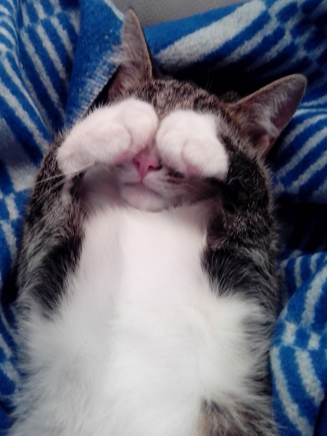 Котовторник 01.07.2014
