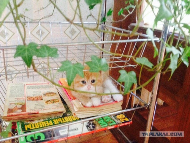 Котовторник 12.08.2014